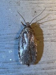 Agonopterix