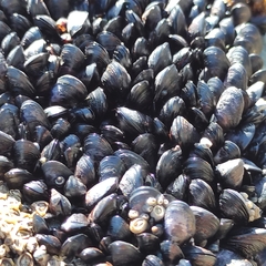 Xenostrobus neozelanicus