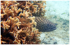 Gymnothorax favagineus