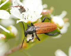 Lepturidea deplanchei