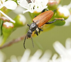 Lepturidea deplanchei