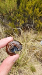 Powelliphanta