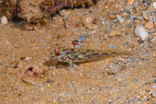 Fine-spotted sandgoby (Fusigobius signipinnis) — Gobiidae — 4