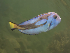 Paracanthurus hepatus