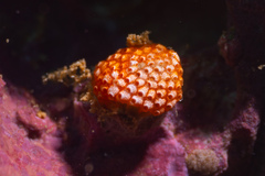 Calyptotheca