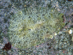 Dolabrifera brazieri