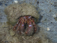 Dardanus crassimanus