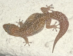 Pachydactylus capensis