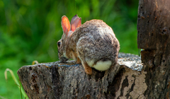 Sylvilagus floridanus