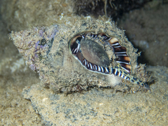 Monoplex parthenopeus