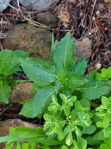 Mercurialis annua image