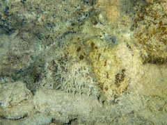 Dolabella auricularia