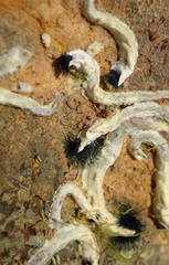 Spirobranchus cariniferus