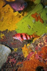 Hypoplectrodes nigroruber