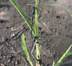 Lestes virgatus