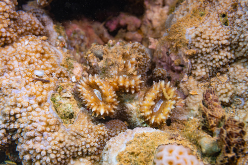 Lobophyllia diminuta