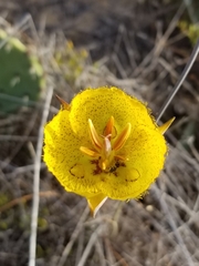 Calochortus weedii