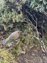 Trochalopteron morrisonianum