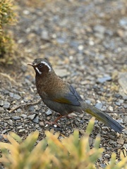 Trochalopteron morrisonianum