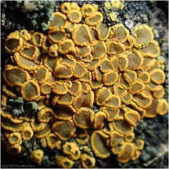 Candelariella
