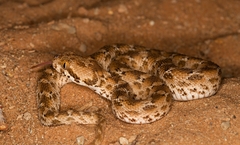 Echis leucogaster
