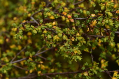 Pimelea serpyllifolia