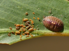 Cyclotornidae