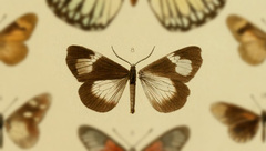 Podomachla usambarae