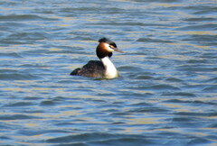 Podiceps cristatus australis