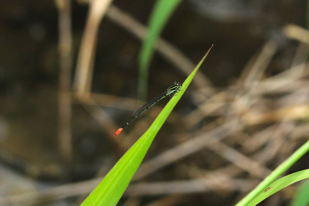 Shadefly Red-tipped Shadefly from Clagiraba QLD 4211, Australia on December 24 ...