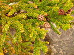 Athrotaxis selaginoides