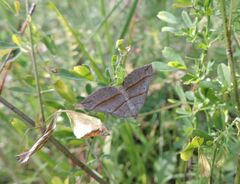 Scotopteryx