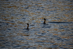 Gulosus aristotelis desmarestii