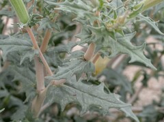 Mentzelia hirsutissima