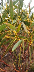 Eucalyptus coccifera
