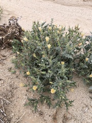 Mentzelia hirsutissima