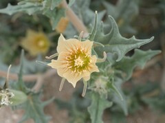 Mentzelia hirsutissima