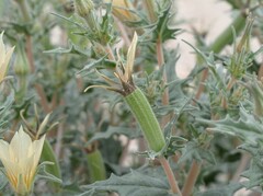 Mentzelia hirsutissima