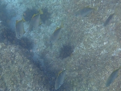 Monodactylus argenteus