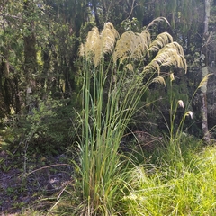 Austroderia richardii