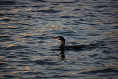 Gulosus aristotelis desmarestii