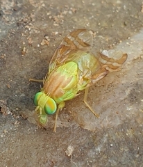 Acidoxantha