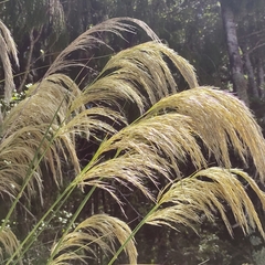 Austroderia richardii