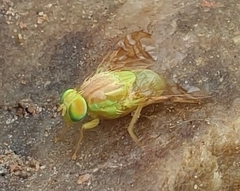 Acidoxantha