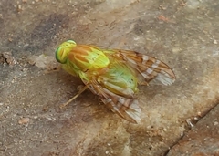 Acidoxantha
