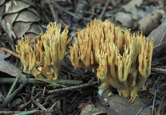 Phaeoclavulina flaccida