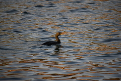 Gulosus aristotelis desmarestii