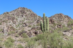 Carnegiea gigantea