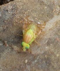 Acidoxantha