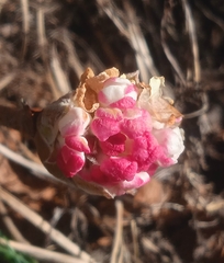Viburnum grandiflorum